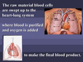 raw material blood cells into final blood product