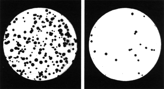 2 cell cultures: left unexposed, right exposed to ionizing rad