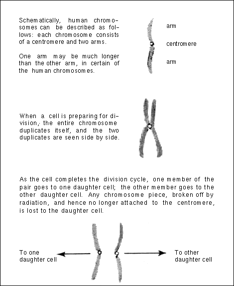 Schematically, human chromosomes can be described as follows: each
chromosome consists of a centromere and two arms.  One arm may be much longer than the other arm, in certain of the human chromosomes.  When a cell is preparing for division, the entire chromosome duplicates itself, and the two duplicates are seen side by side.  As the cell completes the division cycle, one member of the pair goes to one daughter cell; the other member goes to the other daughter cell. Any chromosome piece, broken off by radiation, and hence no longer attached to the centromere, is lost to the daughter cell.